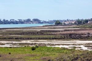 The shores of Agua Hedionda Lagoon, pictured April 20, are relatively untouched by human use as part of a preserve. (Photo by Jen Acosta)