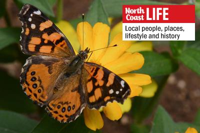 A West Coast Lady butterfly rests on a flower at The Monarch Program in Encinitas. (Photo by Kelley Carlson)