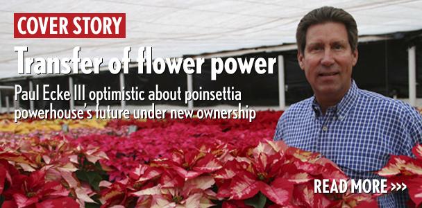 Paul Ecke III stands among the poinsettias grown at Ecke Ranch in Encinitas. (Photo by Manny Lopez)