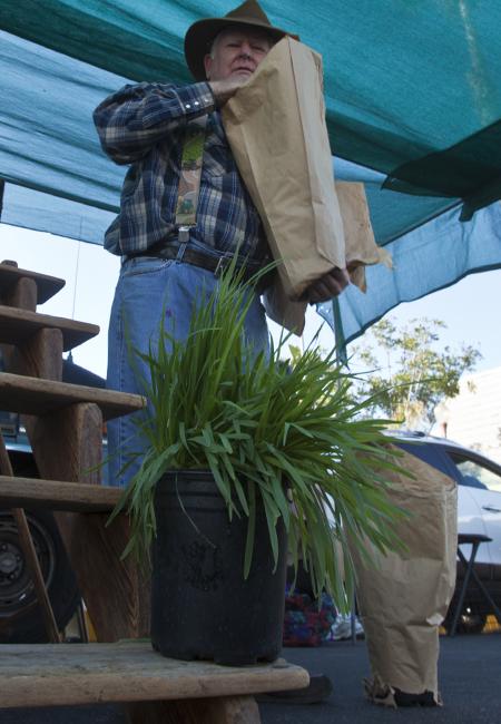 Alan Usery with Peacefield Farms unwraps plants for sale at the Farmers Market.
Photo: Steve Marcotte/OsideNews