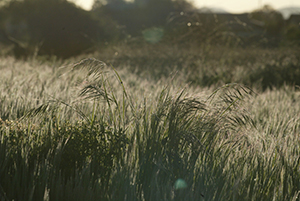 Grass sprouts after the spring rains turning the dirt lot into a lush grassland until summer. (file photo)