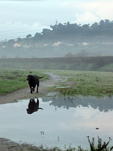 Springtime rain turns puddles into playgrounds for dogs in the open space(file photo)