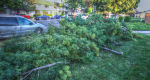 tree_down_los_arbilotos03b_osidenews