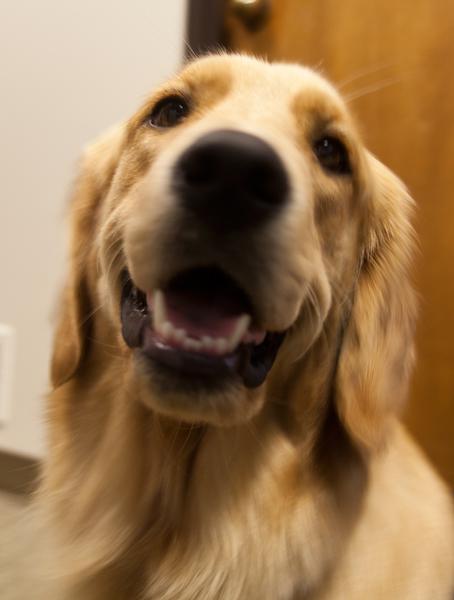 Dog Finds New Home in Hearts of Children with Autism