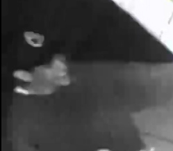 OPD Looking for Three People Who Vandalized American Flags
