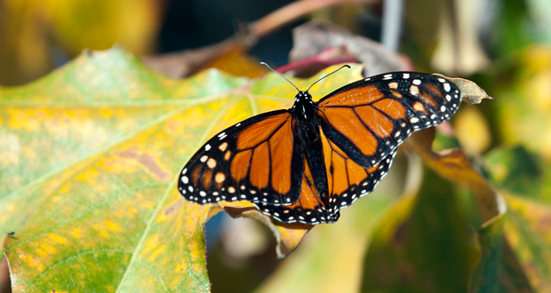 Monarch butterfly. (OsideNews photo)