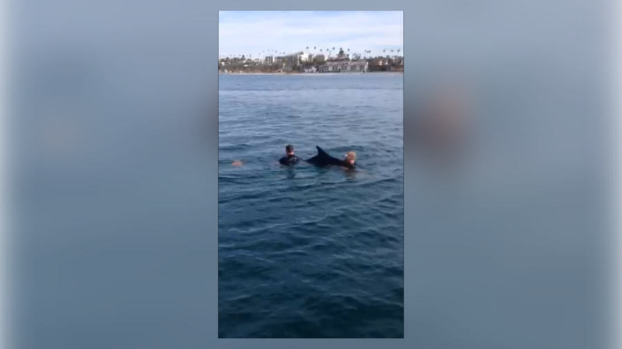 Dolphin+in+Distress+Rescued+by+Oside+Lifeguards