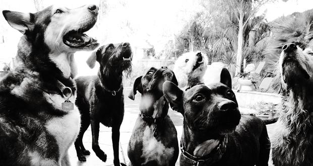 Woofer Wednesday: Dogs and Humans Dine on Same Menu at The Wine Pub