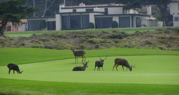Deer manicure a green on the golf course overlooking Spyglass Hill on the Monterey Peninsulass 17‑mile scenic drive.
– Cecil Scaglione photo
