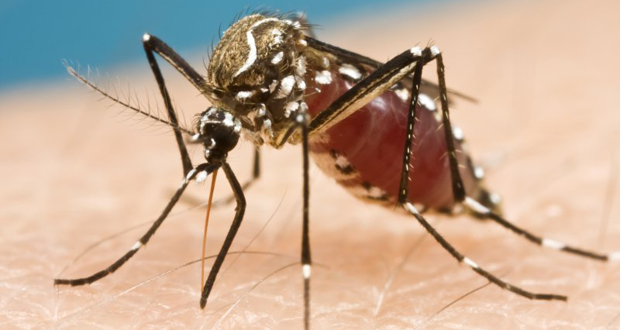 Invasive+Mosquito+Found+in+North+County