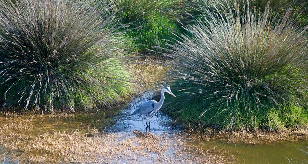 Newly Established Preserve to Provide Habitat for Sensitive Species