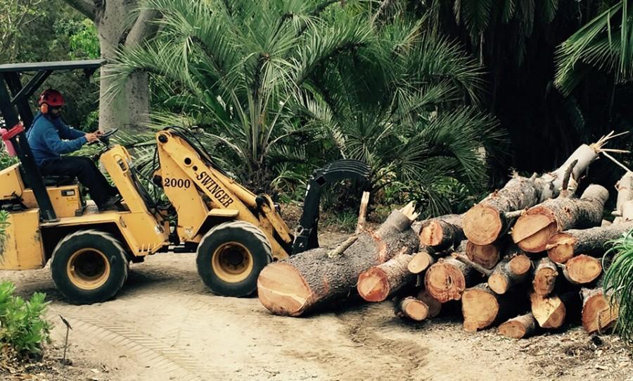 Lumber from a diseased historic Torrey pine tree is collected June 29 as the tree is removed at the San Diego Botanic Garden in Encinitas. (San Diego Botanic Garden photo)