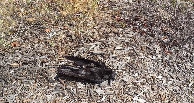 Report dead birds, like this one found in Oceanside, to the County for testing via the Fight the Bite website or mobile app