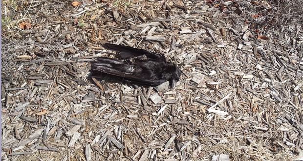 50 Dead Birds Test Positive for West Nile Virus