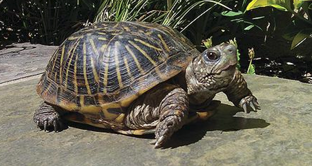 Turtle and Tortoise Show