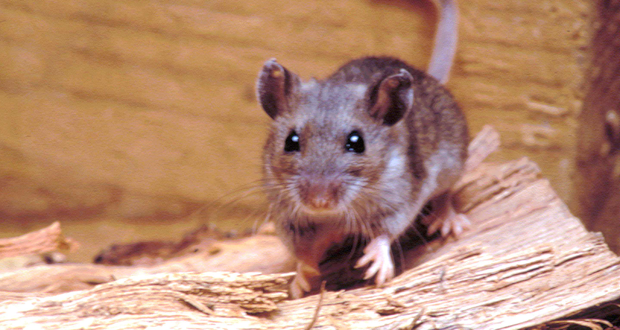 Wild Mouse Tested Positive for Hantavirus in Carlsbad