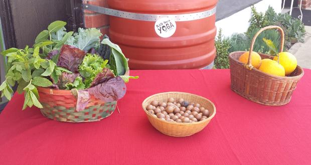 Crop Swap at Reap and Sow Every Saturday