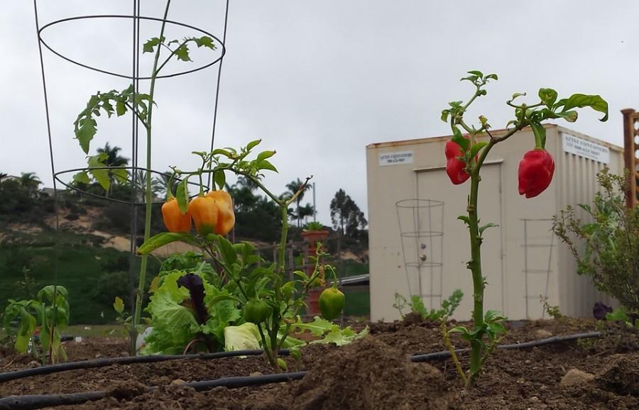 Peppers are growing at the new Encinitas Community Garden, pictured Oct. 15. After years of work, organizers celebrated the garden’s grand opening Oct. 3. (Photo by Susan Whaley)