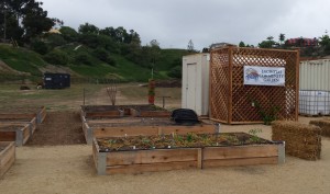 The first plots are beginning to sprout at the new Encinitas Community Garden, pictured Oct. 15. (Photo by Susan Whaley)