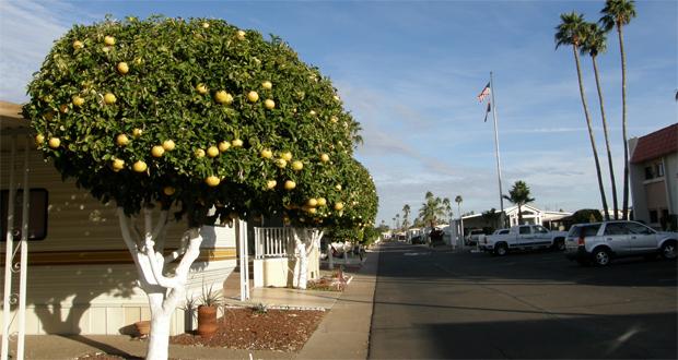 Fresh grapefruit for the picking just outside the door is one of the added attractions at Val Vista Village RV Resort in Phoenix.
  photo: Cecil Scaglione
