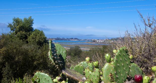 Carlsbad Report on Caruso's Lagoon Mall: Close Enough for Government Work?