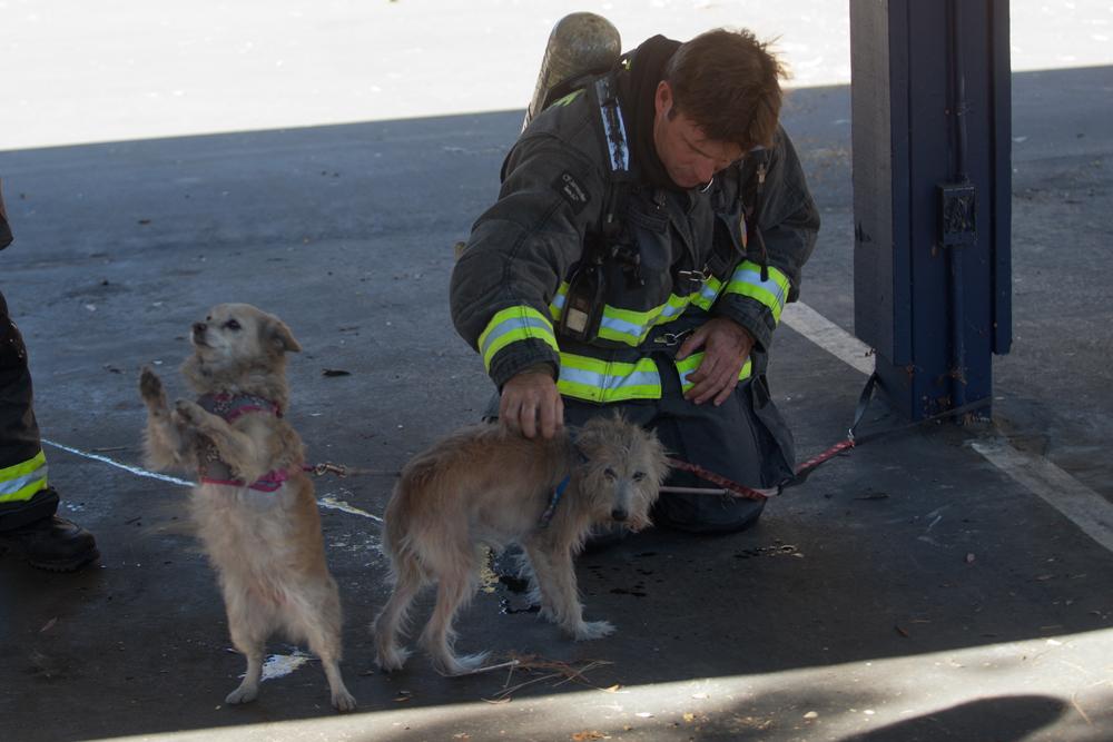 Two Dogs Rescued from Apartment Fire in Oceanside