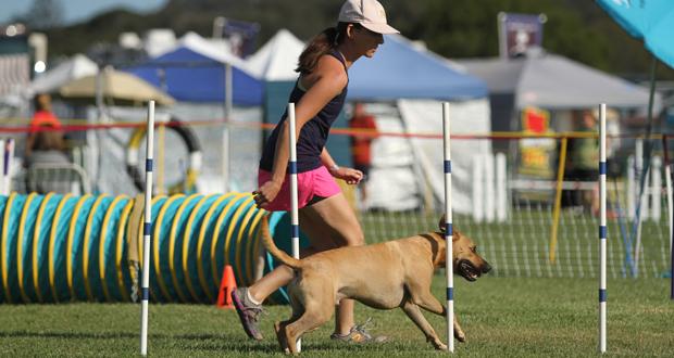 Local Rescue Mutt to Compete in 2016 Westminster Dog Show