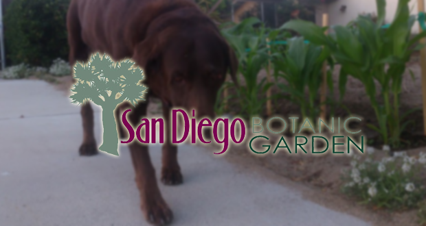Fourth+Annual+5K+Paw+Walk+in+the+Garden