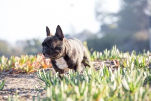 The trails along the east side of the rail tracks in Cardiff, pictured Feb. 14, are popular for residents and their pets. (Photo by Jen Acosta)