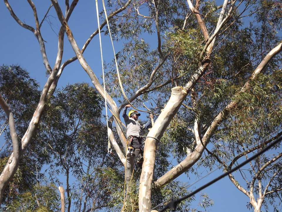Botanic Garden in Encinitas loses historic trees to heavy winds