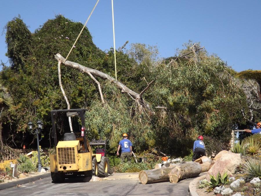 A Bishops Tree Service crew takes down a San Diego Botanic Garden eucalyptus tree in Encinitas that was damaged by heavy winds the weekend of Jan. 31. The tree was among the oldest on the property. (Courtesy photo)