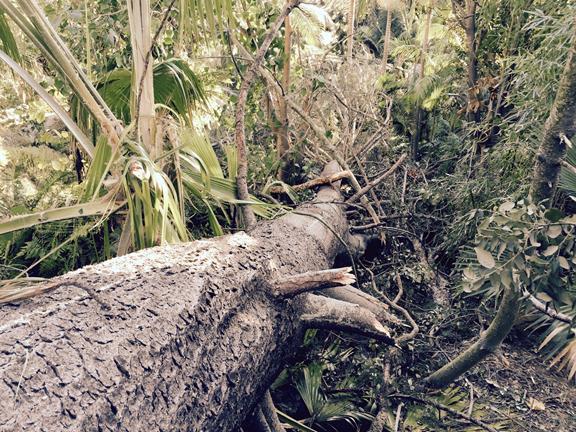 Botanic Garden in Encinitas loses historic trees to heavy winds