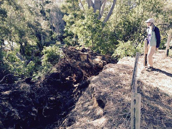 Botanic Garden in Encinitas loses historic trees to heavy winds