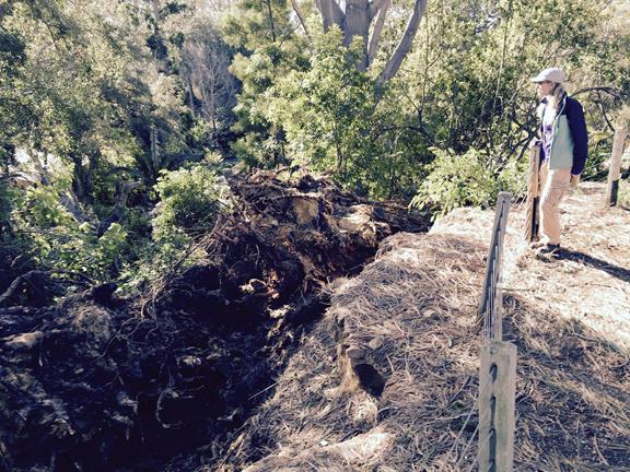 Botanic+Garden+in+Encinitas+loses+historic+trees+to+heavy+winds