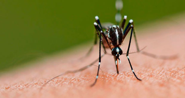 Zika Virus Case Confirmed in San Diego County