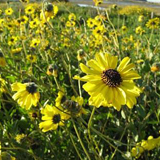 Native flowers bloom in the San Elijo Lagoon Reserve. (Lagoon Conservancy photo)