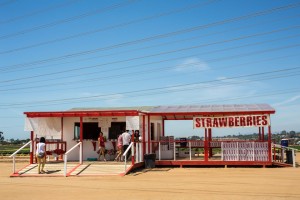 Visitors buy strawberries April 20 at the Carlsbad Strawberry Fields, which sought preservation under a proposed development through Measure A. (Photo by Jen Acosta)