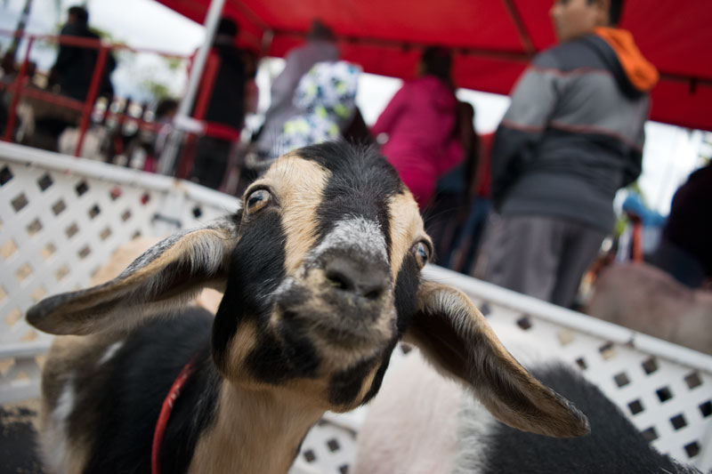 Snapshots from the Mission Marketplace Jingle Bell Jump-2016