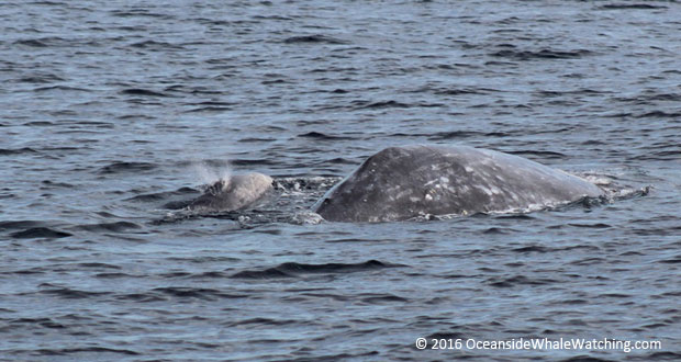 Photo courtesy: Joe Tripiciano/Oceanside Adventures.