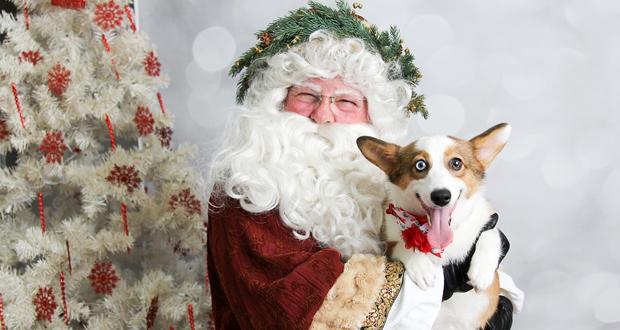 Photo Courtesy: Posh Pets Photography 