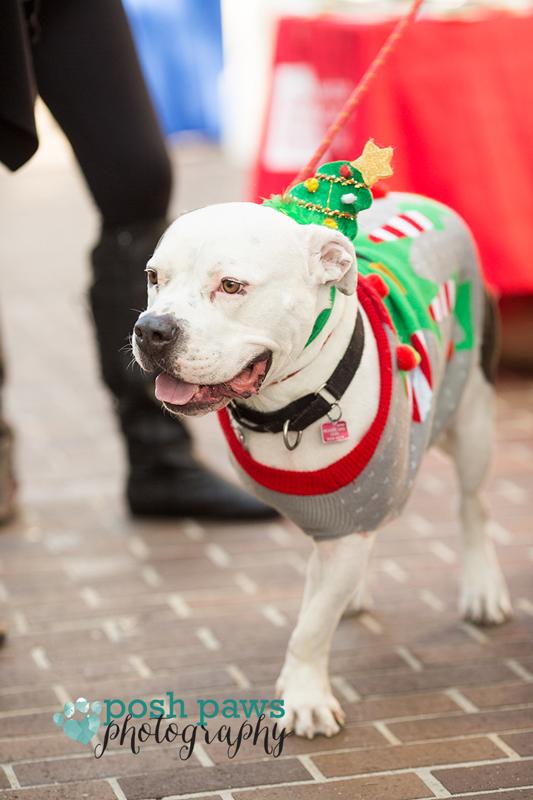 Annual 'Pets on Parade' Benefits Local Dog Rescue