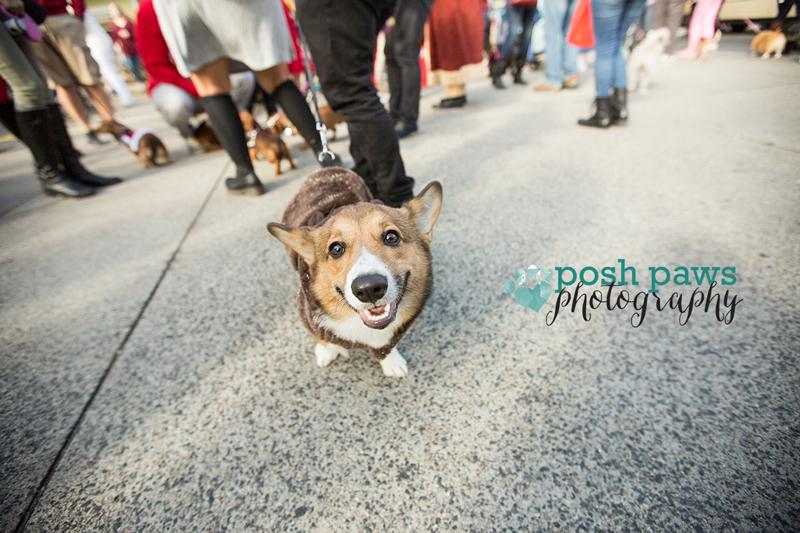 Annual 'Pets on Parade' Benefits Local Dog Rescue