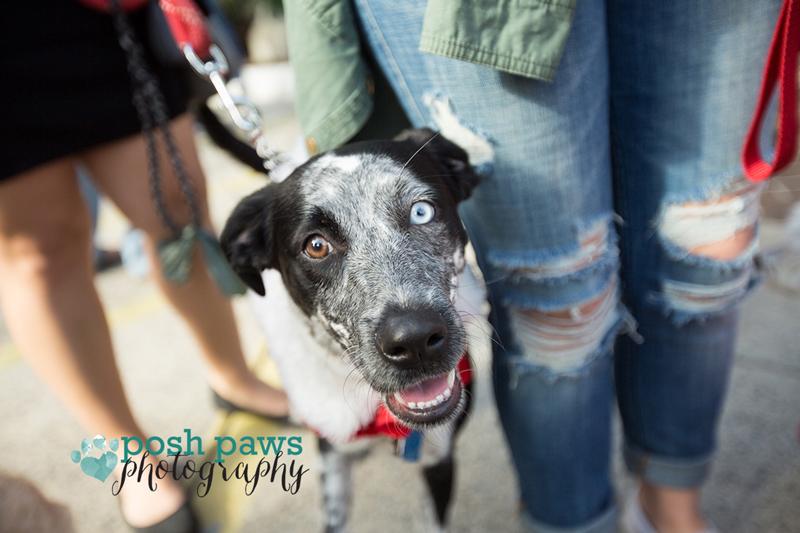 Annual 'Pets on Parade' Benefits Local Dog Rescue