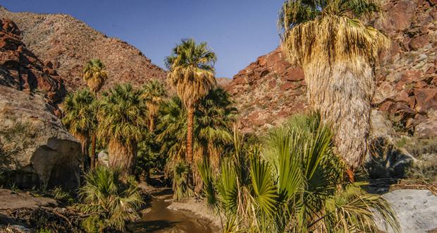 Borrego Palm Canyon (photo: Ernie Cowan)