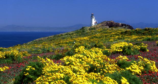 MiraCosta College Offers Day Trip to East Anacapa Island