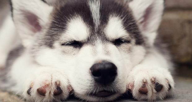 North County Siberian Husky Group Meet-up, Postponed