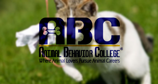 Animal+Behavior+College+to+Offer+New+Cat+Training+Program