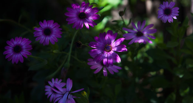 Oh, for the Love of Flowers!