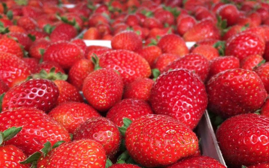 The+Carlsbad+Farmers+Market+offers+fresh+local+strawberries.+%28Photo+courtesy+of+Carlsbad+Farmers+Market%29
