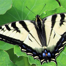 San Elijo Lagoon butterfly. (Photo courtesy of San Elijo Lagoon Conservancy)